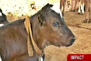 protection-of-calves-from-chaitra-goshale-at-mandya