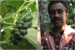 pepper prices  കുരുമുളകിന്‍റെ വിലത്തകർച്ച  കർഷകർക്ക്‌ തിരിച്ചടി  ഇടുക്കി  കുരുമുളക്‌ കൃഷി  pepper  idukki news