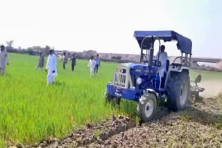 jhajjar farmer destroyed wheat crop