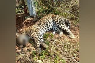 Leopard dies after falling into a snare