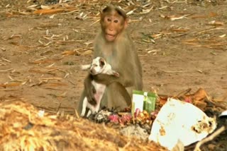 Dog breeding by monkey at Melpuliyankudi