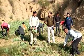 illegal-cultivation-of-65-quintal-poppy