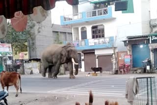 elephant in rishikesh