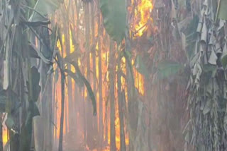 7 acres of  banana trees were burning in mayiladuthurai