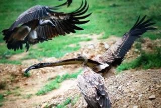 mp ahead in counting vultures