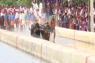 new plan to attract a people for Kambala