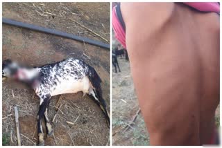 leopard  kills goat in hospete