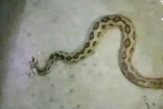 snake Facebook Live in sangli