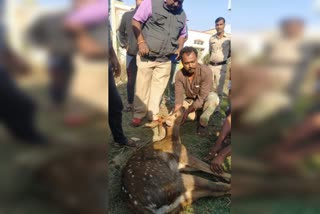 Dogs attack on deer at darwad