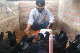 Kadaknath chicken farming in gaya