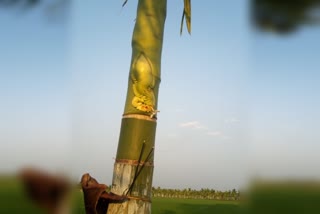 ganesha-face-appears-in-a-arecanut-tree