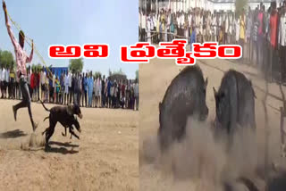 Pig and dog competitions were organized in Aiza town