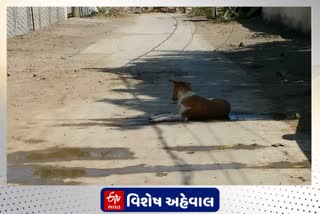 ભાવનગરમાં શ્વાનનો ત્રાસ