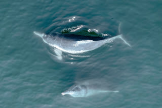 Humpback dolphins