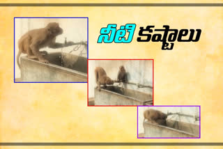 monkeys water problems in summer time at yadadri temple area