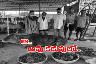 Doctors operated and saved the cow, which had become immobile after eating plastic and other waste. The incident took place in Aminpur in Sangareddy district.