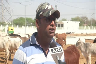 Days after accident, pregnant cow dies during treatment in Faridabad