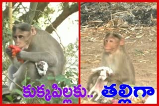 TN: Male Monkey Adopts adorable stray Puppy