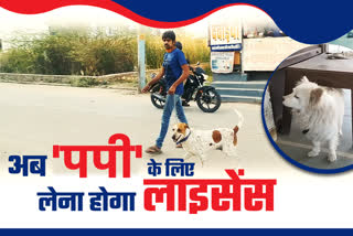 License compulsory for pet dogs, kota latest hindi news