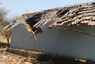 wild elephants damage house in jamtara