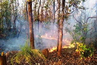 Fire spreading continuously in forests of Udanti Sitanadi Tiger Reserve