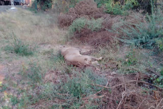 Gujarat: 313 lion deaths in 2 years, minister tells Assembly