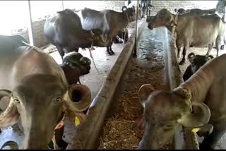Milk farmers in crisis