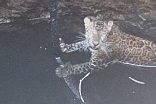 Leopard dropped in the well