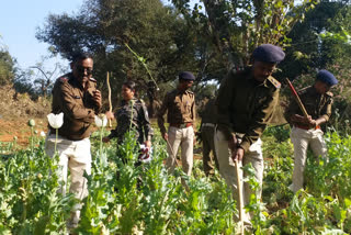 police-destroyed-opium-in-ranchi
