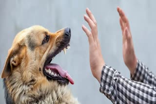 dog-bite-treatment-signs-of-rabies-know-about-dog-bite-infection