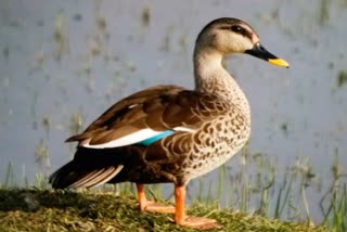 laser white fronted goose,  siberia bird