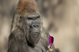 9 apes at San Diego Zoo get Covid vax