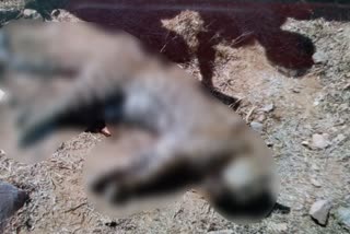 पैंथर की मौत, Death of panther in jaipur