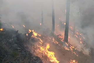 Begli forest fire under control after four days