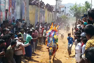grandly celebrate of animals festival in ramireddypalli chithore district