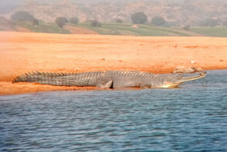 धौलपुर की चंबल नदी, Chambal River of Dhaulpur