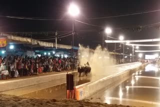 Nishant Shetty made his debut in Mangalore Kambala