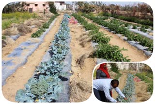 cultivation of broccoli