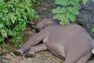 baby elephant dies in doiwala