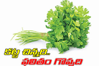 Coriander