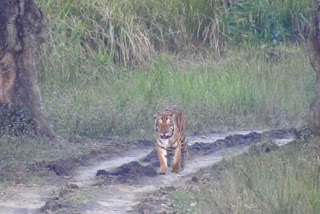 Third person killed, Third person killed by Tiger, Third person killed by Tiger in Kodagu, Kodagu news, Kodagu tiger news, ಮೂರನೇ ವ್ಯಕ್ತಿ ಸಾವು, ಹುಲಿ ದಾಳಿಗೆ ಮೂರನೇ ವ್ಯಕ್ತಿ ಸಾವು, ಕೊಡಗಿನಲ್ಲಿ ಹುಲಿ ದಾಳಿಗೆ ಮೂರನೇ ವ್ಯಕ್ತಿ ಸಾವು, ಕೊಡಗು ಸುದ್ದಿ, ಕೊಡಗು ಹುಲಿ ಸುದ್ದಿ,