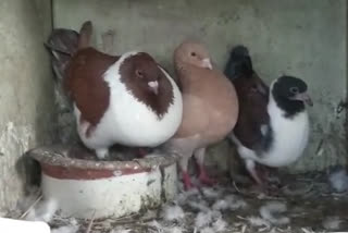 25 pigeon in farmer farm