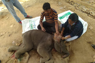 লালগড় থেকে উদ্ধার দলছুট অসুস্থ হস্তি শাবক