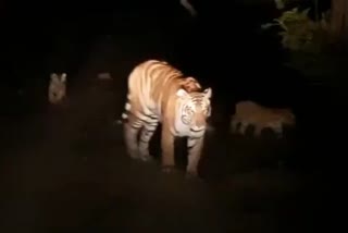 Tiger killed and devoured 8 year old boy