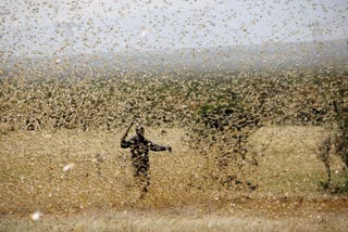 Locusts Attack