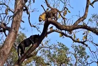 Encounter" Between A Black Panther And Leopard In Kabini