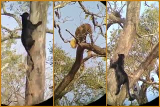 Black Panther climb the tree