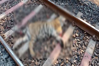 Tiger killed by train