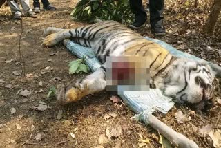 Gondia tiger death news