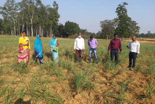women being self-reliant by Lemon grass cultivation in Giridih